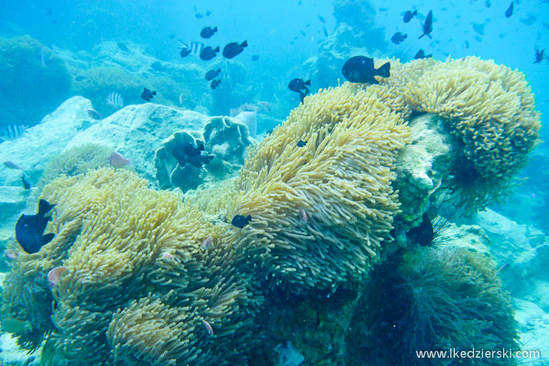 tajlandia rafa koralowa