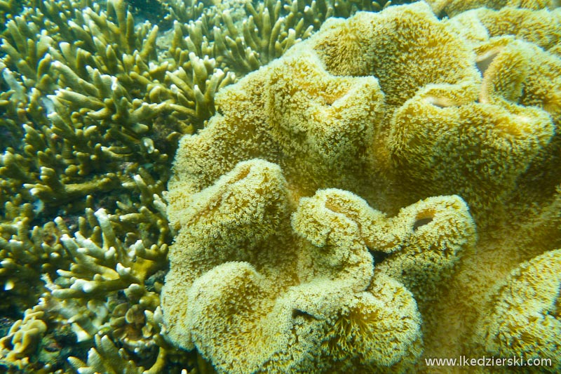 koh tao snorkeling