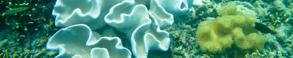 panorama snorkeling koh tao