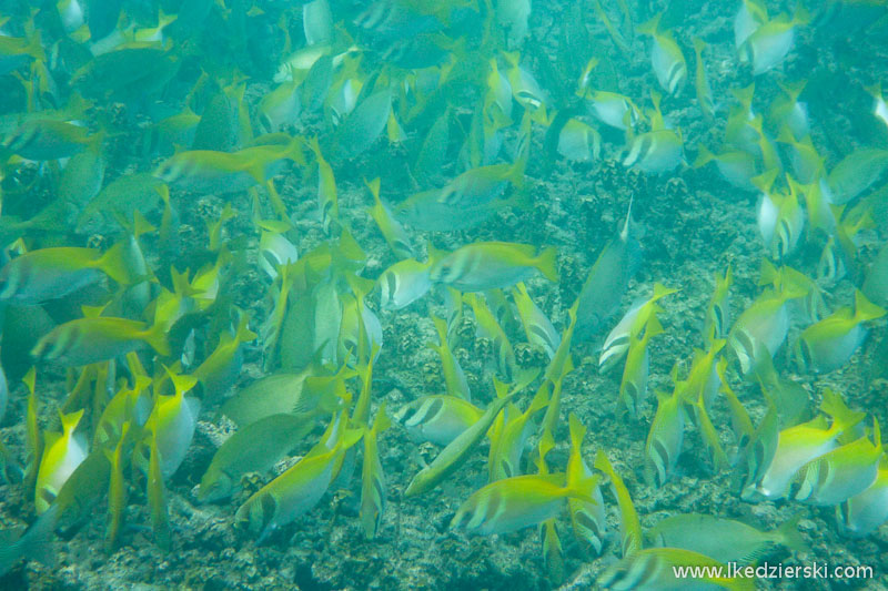 snorkeling koh tao