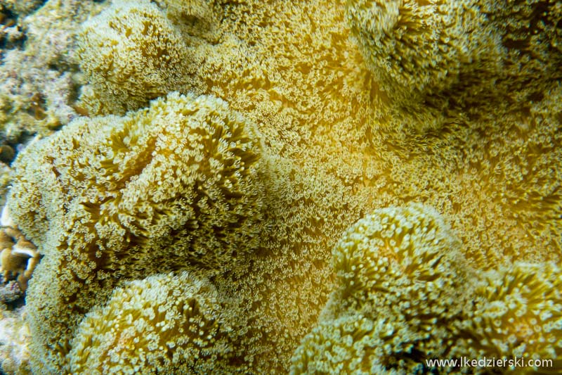 snorkeling koh tao