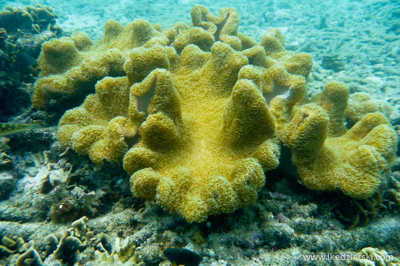 snorkeling koh tao