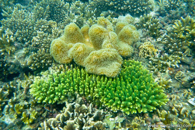 snorkeling koh tao