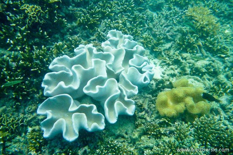 snorkeling koh tao