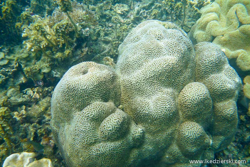 snorkeling koh tao