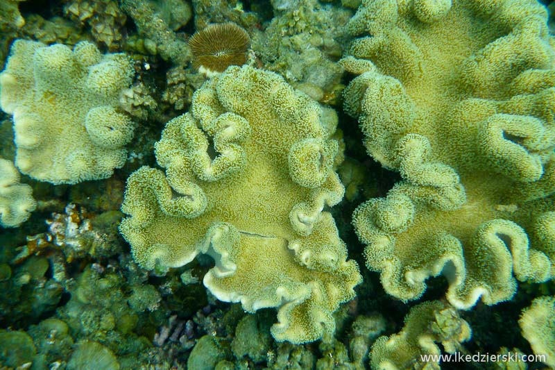 snorkeling koh tao