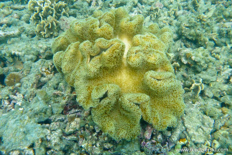 snorkeling na koh tao