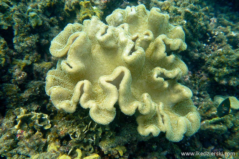 snorkeling na koh tao