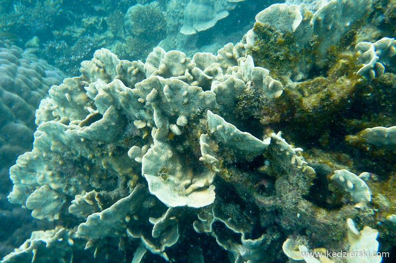 snorkeling koh tao