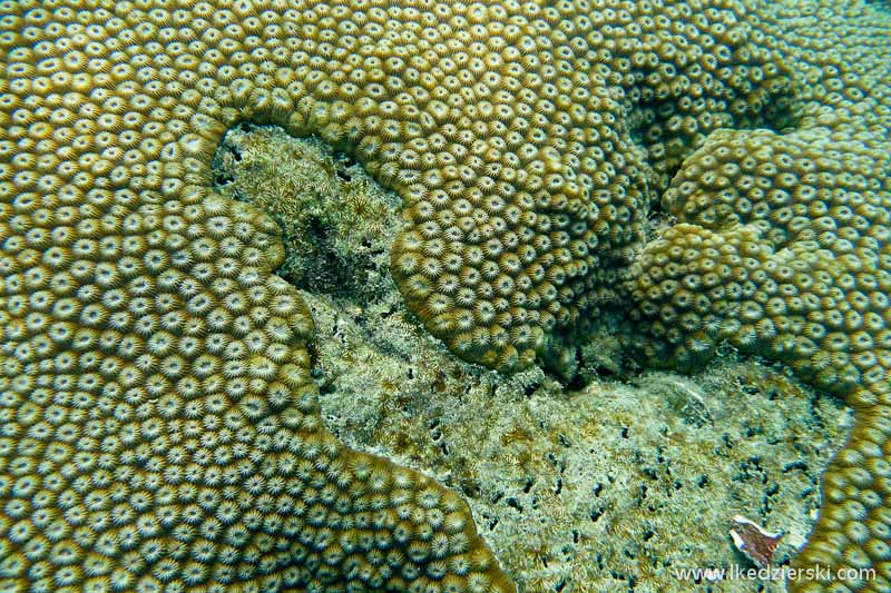 snorkeling koh tao