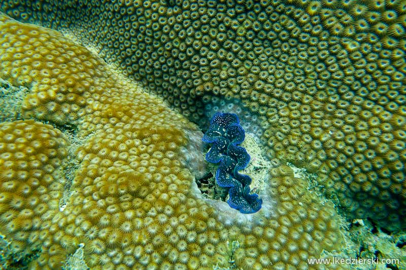 snorkeling na koh tao