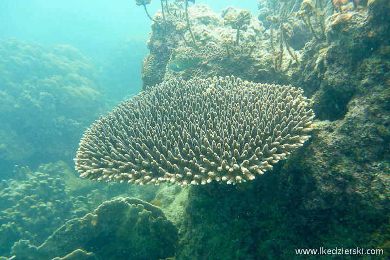 snorkeling na koh tao