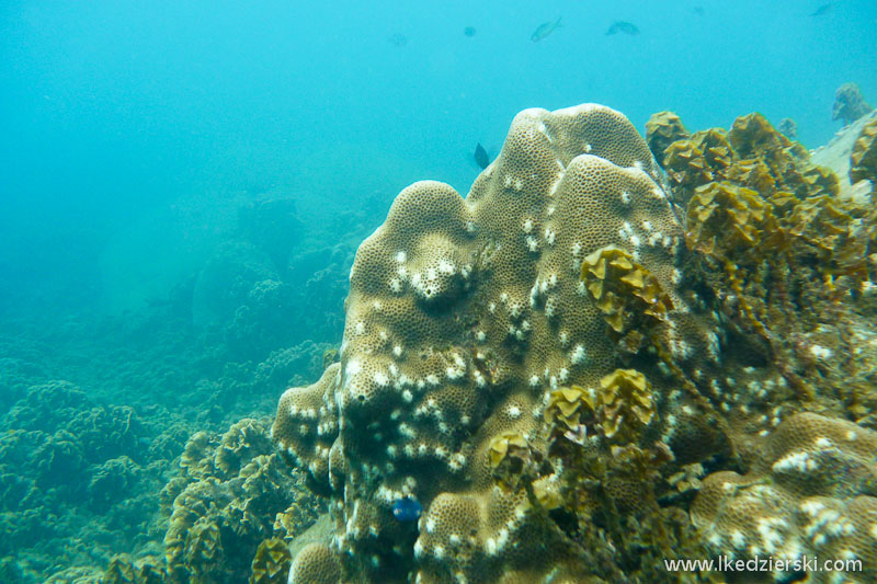 snorkeling na koh tao