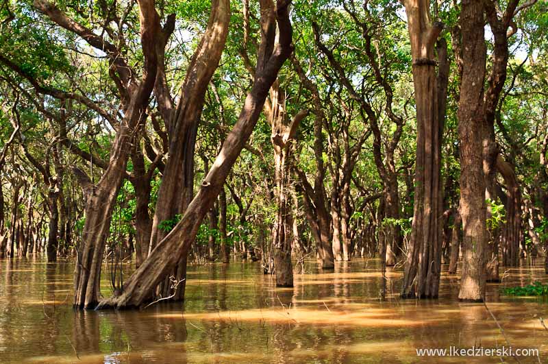 namorzynowy las Flooded Mangrove Forest