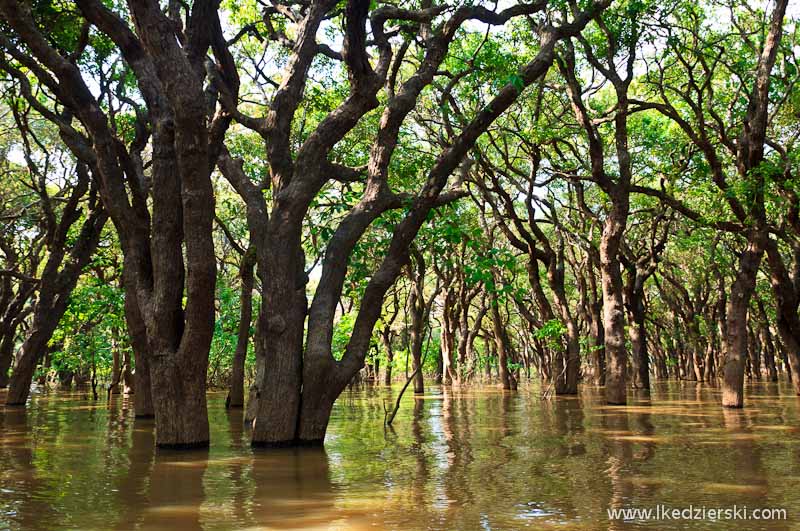 namorzynowy las Flooded Mangrove Forest