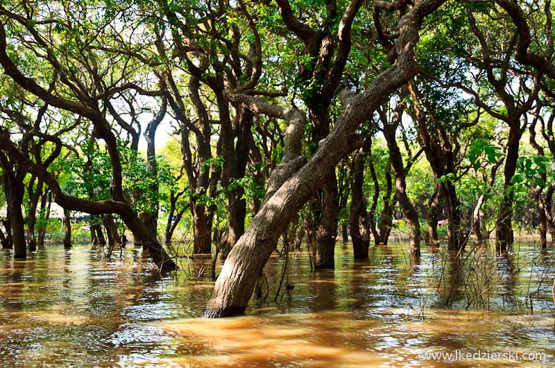 namorzynowy las Flooded Mangrove Forest