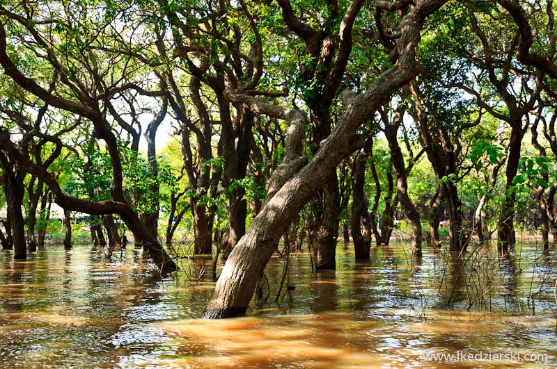 namorzynowy las Flooded Mangrove Forest