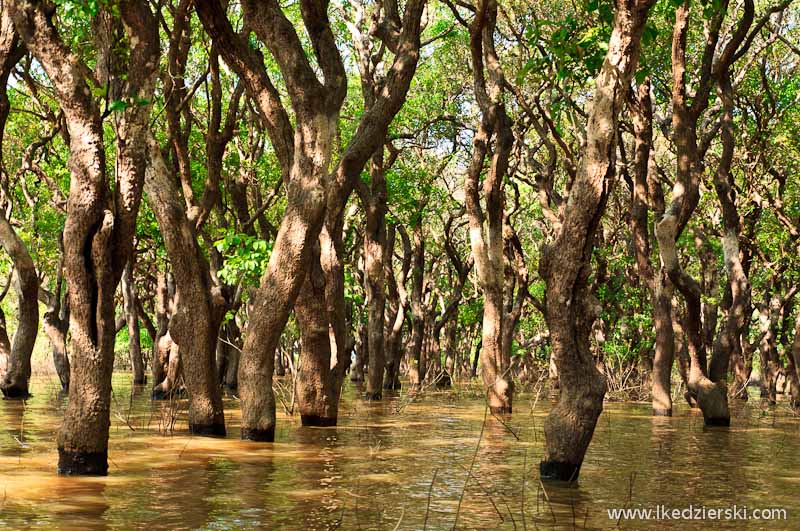 namorzynowy las Flooded Mangrove Forest