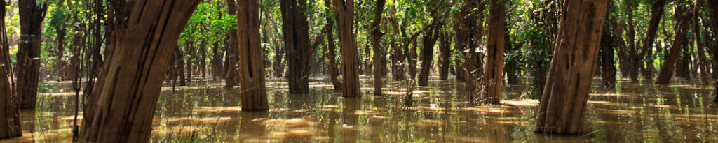 panorama mangrove forest