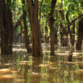 panorama mangrove forest