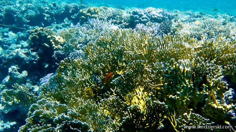 snorkeling rafa koralowa