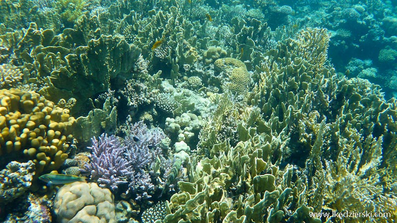snorkeling rafa koralowa