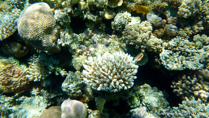 snorkeling w egipcie rafa koralowa