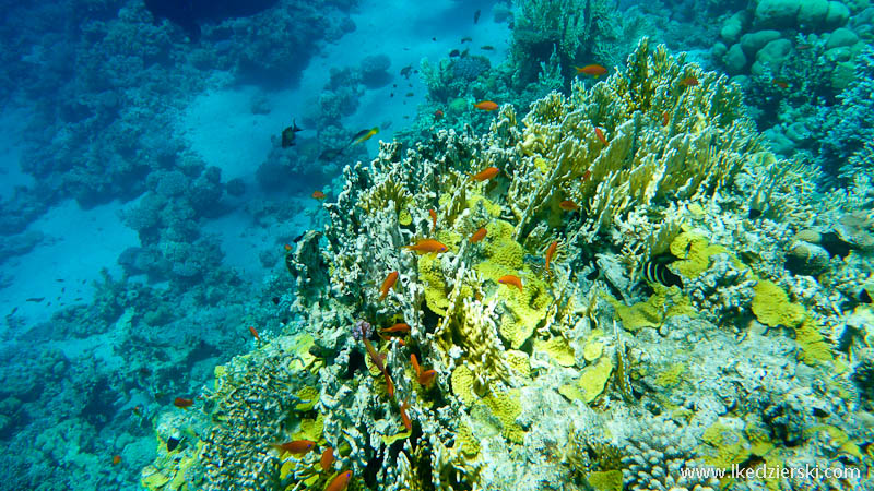 snorkeling w egipcie rafa koralowa