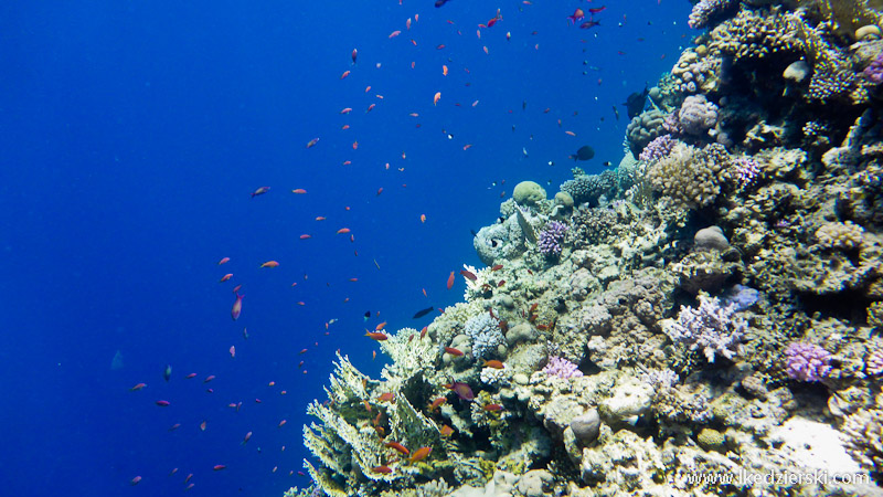 snorkeling w egipcie rafa koralowa