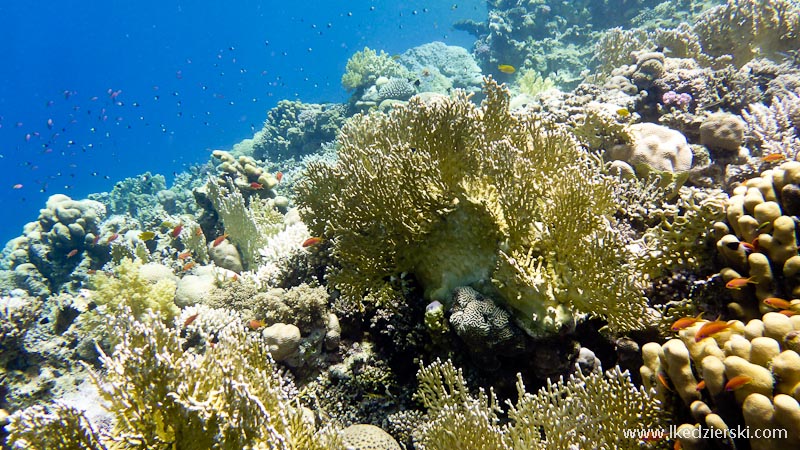 snorkeling w egipcie rafa koralowa