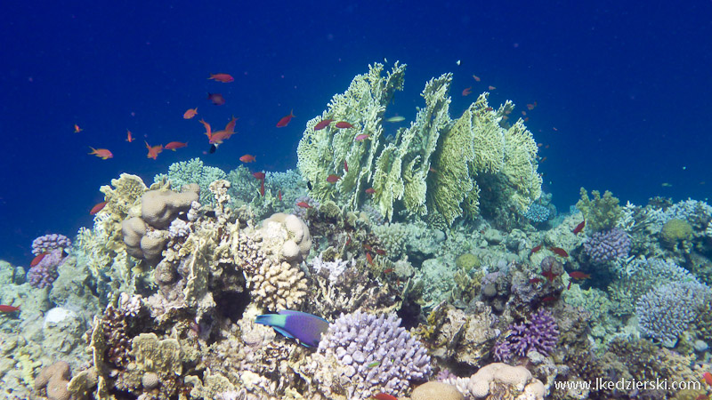 snorkeling w egipcie rafa koralowa