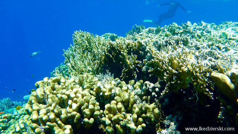 snorkeling w egipcie rafa koralowa