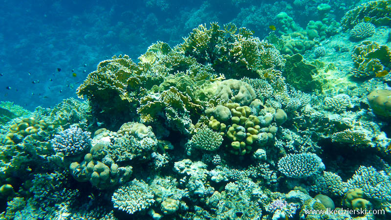 snorkeling w egipcie rafa koralowa