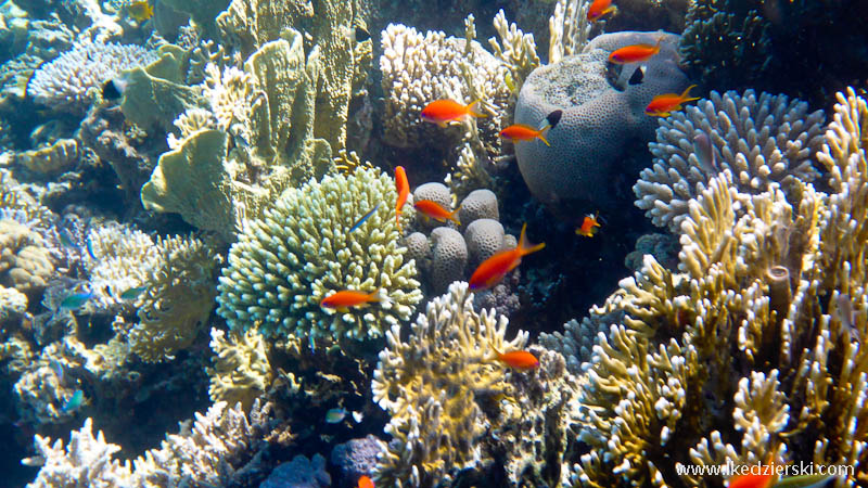 snorkeling w egipcie rafa koralowa
