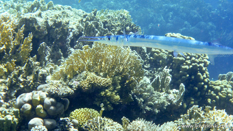 rafa koralowa ryba