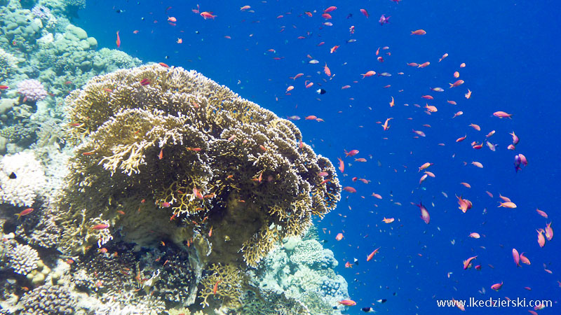 snorkeling w egipcie rafa koralowa