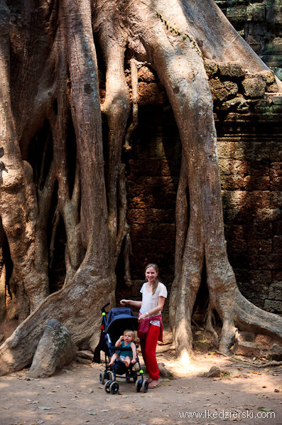 ta prohm temple drzewa