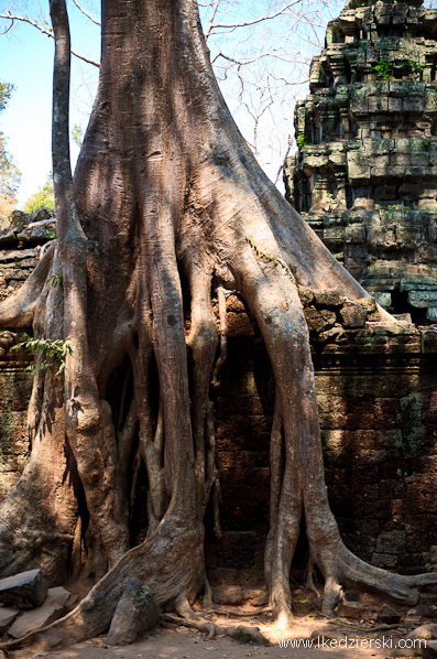 ta prohm temple drzewa