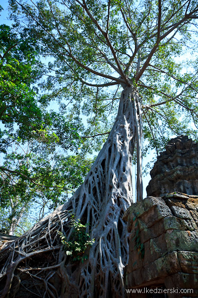 ta prohm temple drzewa