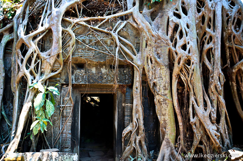 ta prohm temple korzenie