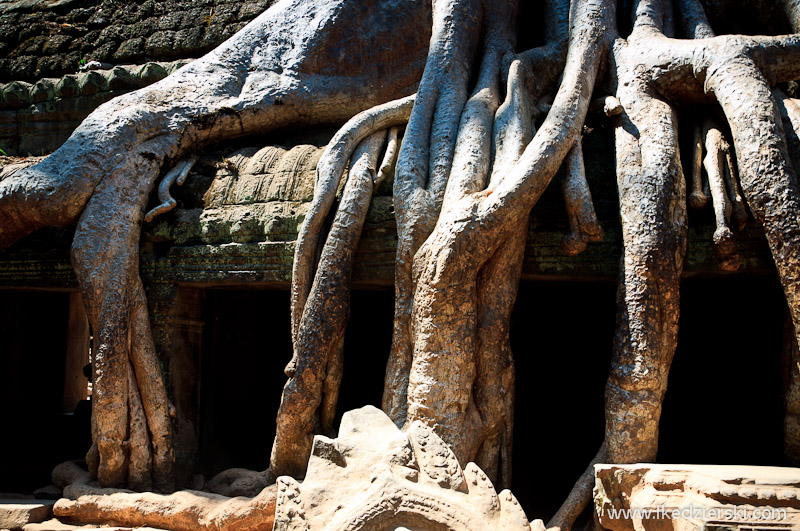 ta prohm temple korzenie