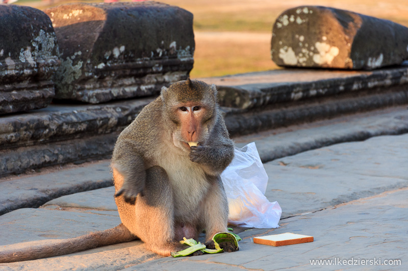 zwiedzanie angkor wat małpa