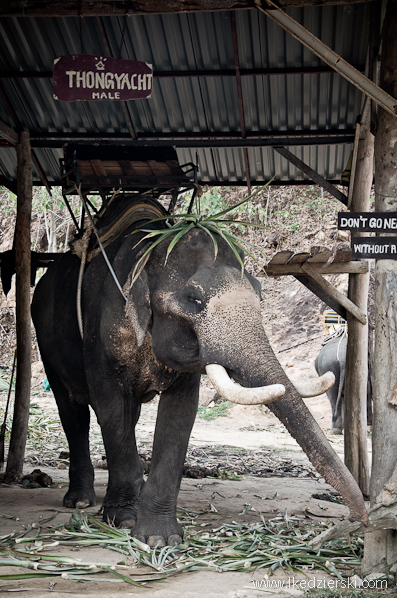słonie w Tajlandii