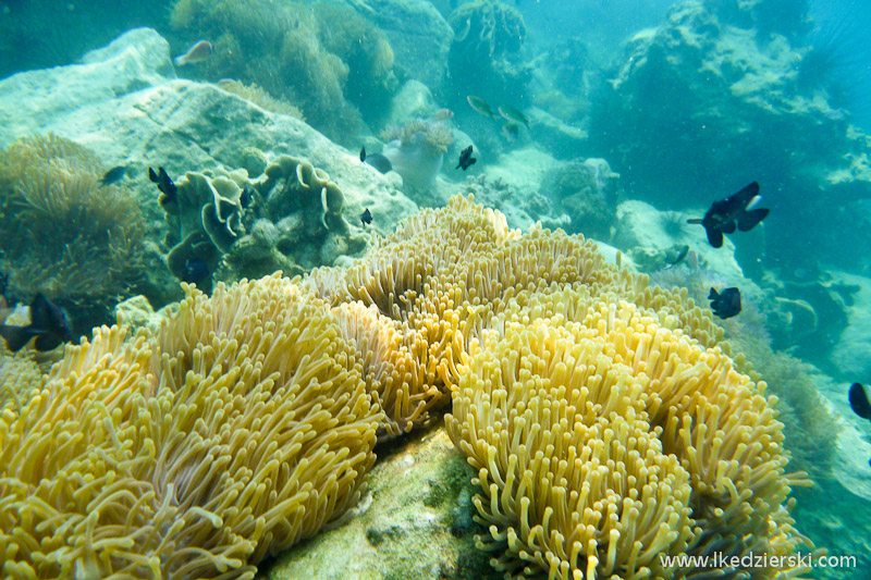 snorkeling na koh chang