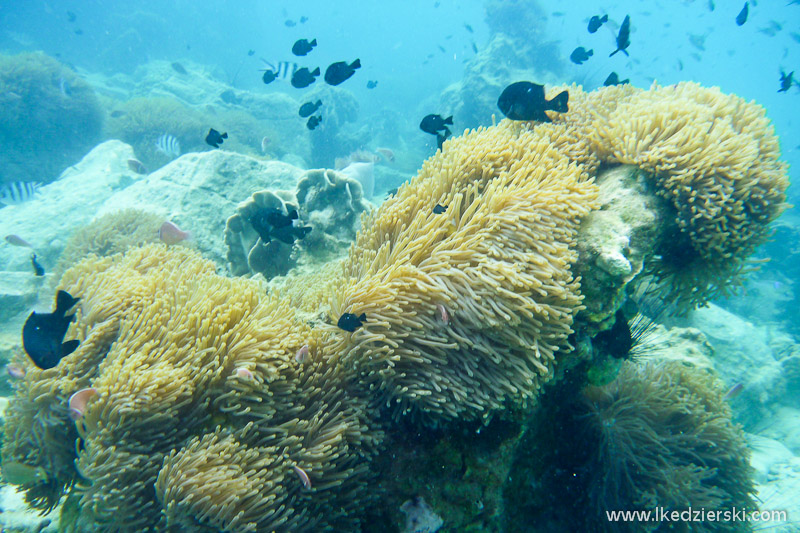 snorkeling na koh chang