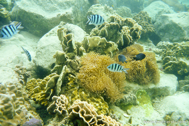 snorkeling na koh chang