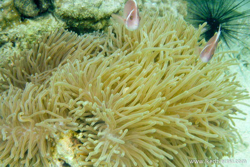 snorkeling na koh chang