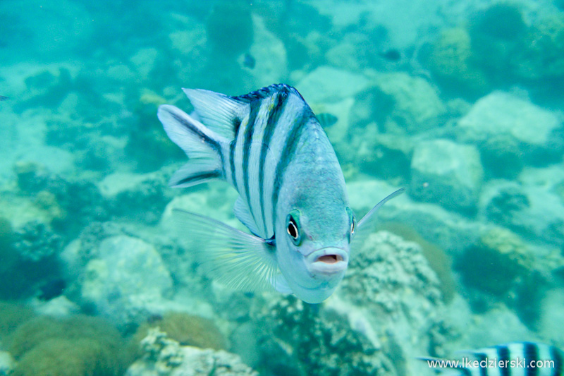 snorkeling na koh chang