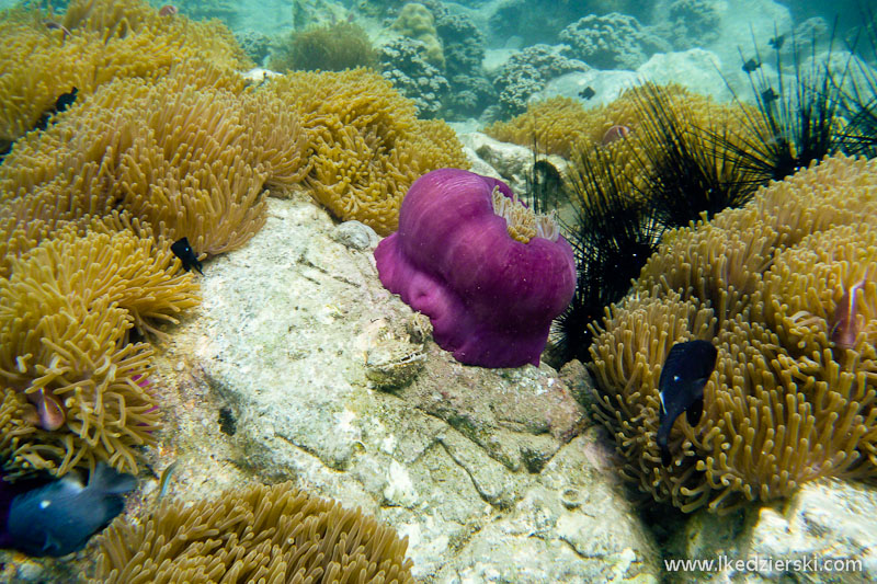 snorkeling na koh chang