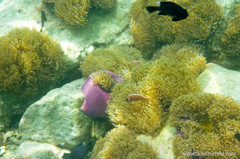 snorkeling na koh chang